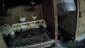ПЕРЕСАДКА ЦЫПЛЯТ ИЗ БРУДЕРА В КЛЕТКУ.