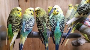 Male Budgies/Parakeets (Волнистых попугаев)