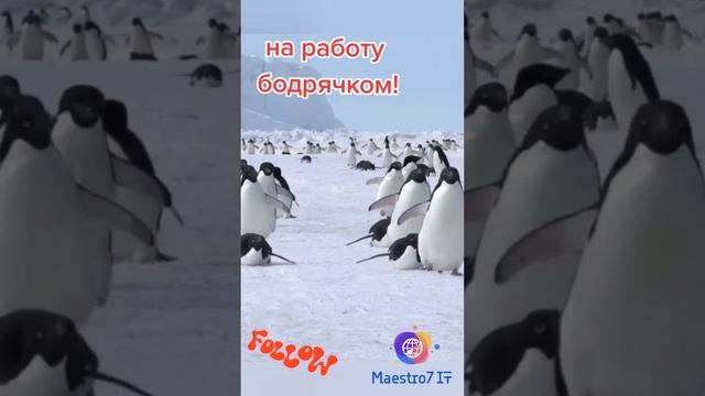 💻 Работа, работа и ПИНГВИН 🐧