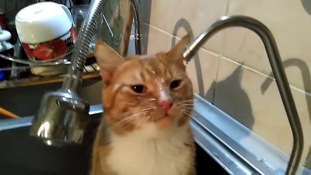 Кот БЛИНЧИК, сушняк ))) смотреть онлайн