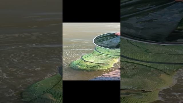 хороший улов рыбы ,и потеря частично улова