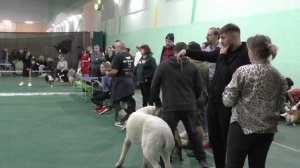 БУЛЬДОГ Тёма .ВЫСТАВКА СОБАК в ВОРОНЕЖЕ 11.01.2025г.