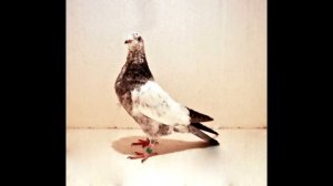 пакистанские голуби (pakistan pigeons)