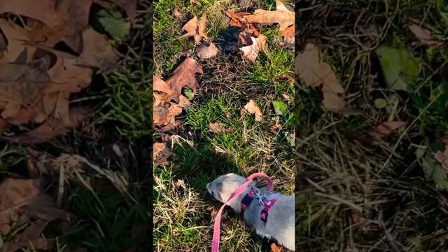 She loves fallen leaves🐾🍂　#ferret #petlover #animal #cutepet