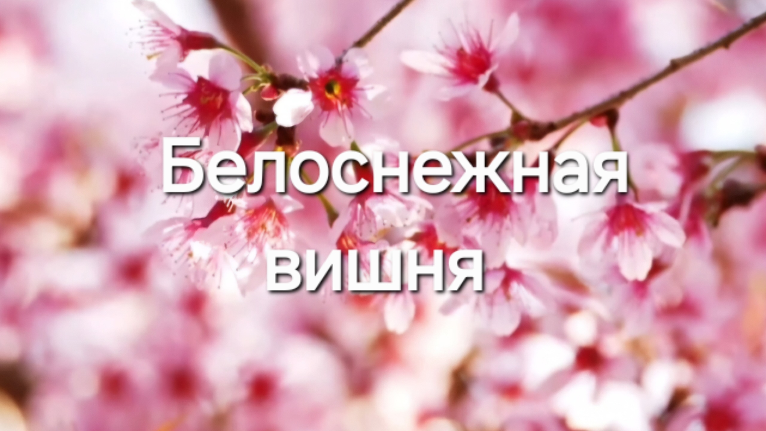 Расцвела под окошком белоснежная вишня