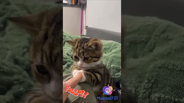 Кошачья мимимишность 🥰😻😘