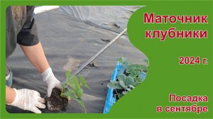 Маточник клубники, посаженный в сентябре 2024 г. Пригород Воронежа.