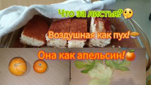 9.11.2023 Сбросил листья плодов не даёт.🤔Странные яблоки!🍏Тыква с хоботком.🎃