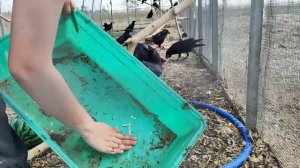 Чем вы кормите воронов? Костями да огурцами...