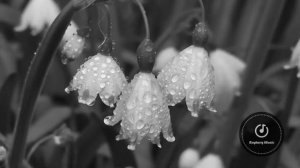 ЦВЕТЫ МНЕ ГОВОРЯТ ПРОЩАЙ