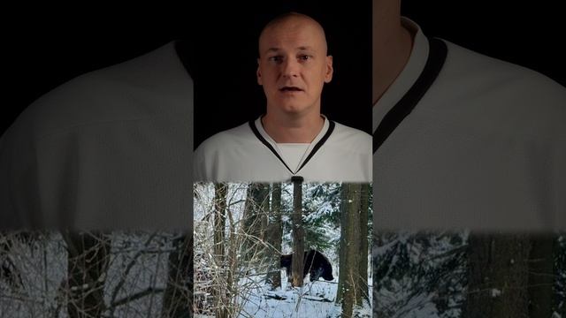 Медведи-шатуны досаждают Подмосковью