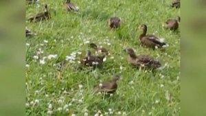 ТАНЕЦ МАЛЕНЬКИХ УТЯТ НА ФРАНЦУЗКОМ ЯЗЫКЕ