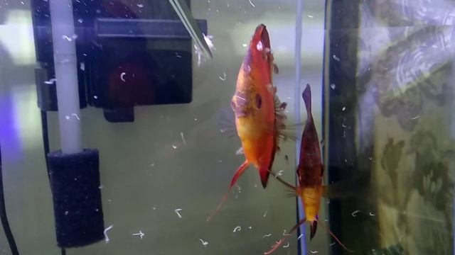 Дискусы (мальборо) с малышами. Кормление аулофорусом. смотреть онлайн