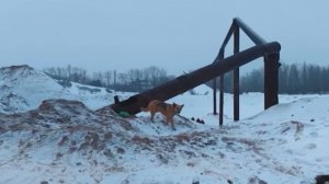 В Нижнем Новгороде спасли застрявшую в трубе собаку / События на ТВЦ