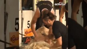 Чемпионат по стрижке овец стартовал в Новой Зеландии|CCTV Русский