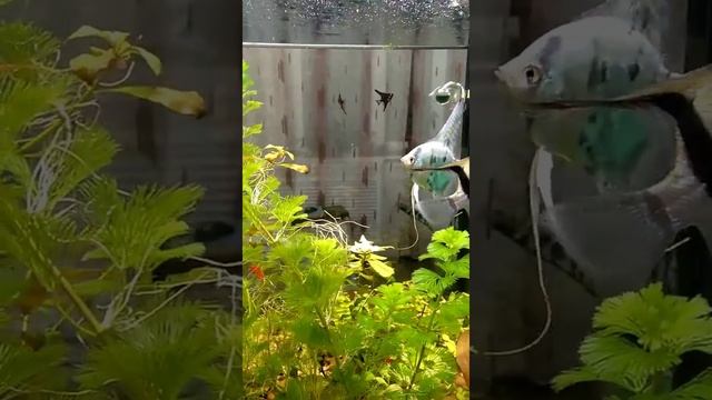 Нерест скалярий. Голубой ангел и полосатик. смотреть онлайн