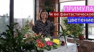 Примула: знакомьтесь с первым весенним цветком