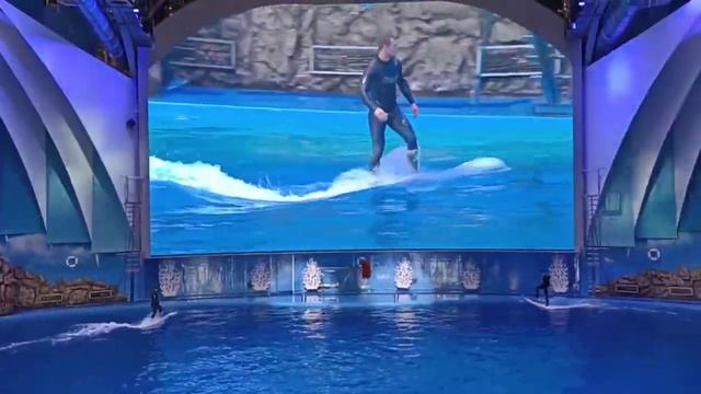 БЕЛУХИ - НЕОБЫЧНЫЕ МОРСКИЕ МЛЕКОПИТАЮЩИЕ