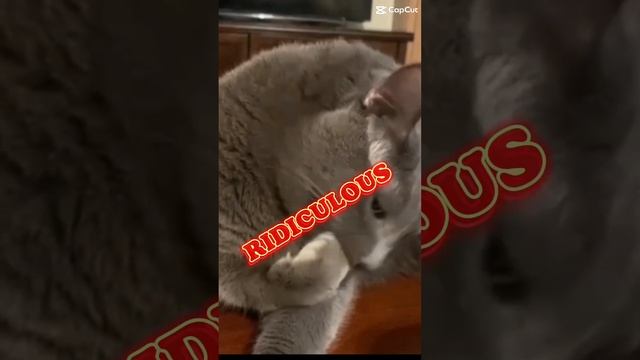 You think my videos are ridiculous?  #purr #cats #bluecat #cat #funny #catpurr #cutepets #kitten