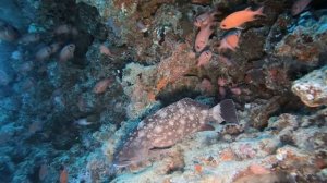 ДАЙВИНГ НА МАЛЬДИВАХ ЛУЧШЕЕ
DIVING MALDIVES BEST