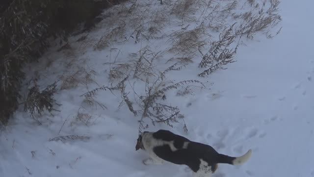 Охота на лису 2025г, первый выход в угодья... смотреть онлайн