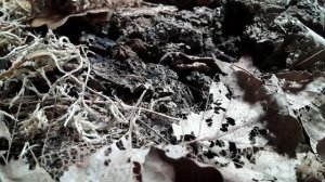 Мокрицы Porcellionides pruinosus