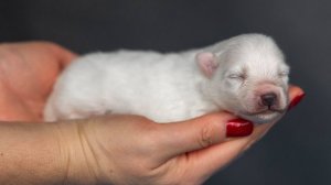 Продаются щенки ЯПОНСКИЙ ШПИЦ 🐶 Мальчики и девочки. Доставка есть в любой город 🚂✈️🚙