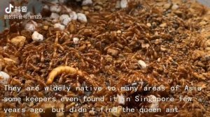 Dorylus orientalis colony foraging