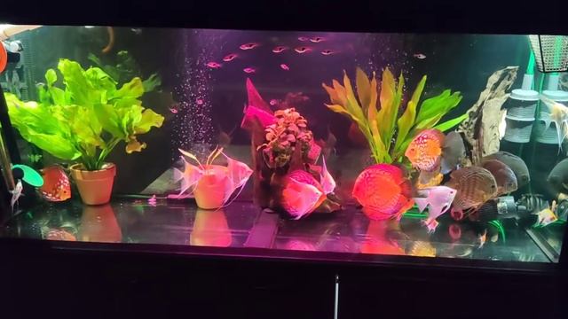 Вечерний релакс с дискусами ..... смотреть онлайн