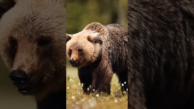 wild bear 🐻#amazing #photography #youtubeshorts