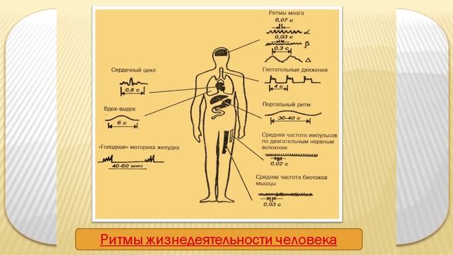 3 Биологические ритмы смотреть онлайн
