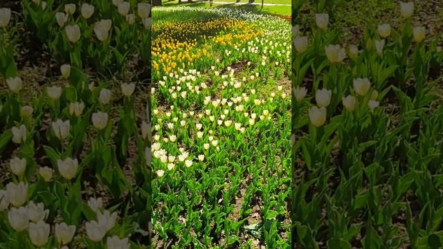 Белгород, сквер Южный. Belgorod, Yuzhny Square. #белгород  #цветы #тюльпаны #belgorod  #flowers