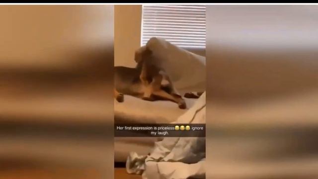 Смешное видео. Обещаю смех! Подборка самых топовых видео со всего интернета! №13 смотреть онлайн