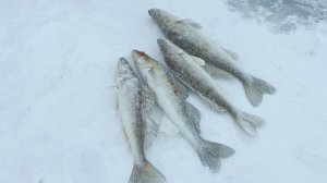 ТРУДОВОЙ ПОИСК СУДАКА С СИЛЬНЫМ ВЕТРОМ.РЫБАЛКА НА СУДАКА.ВСЁ-ТАКИ Я ЕГО НАШЁЛ.