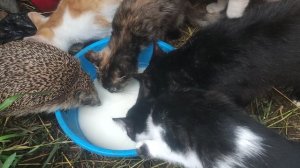 ежик кушает с кошечками