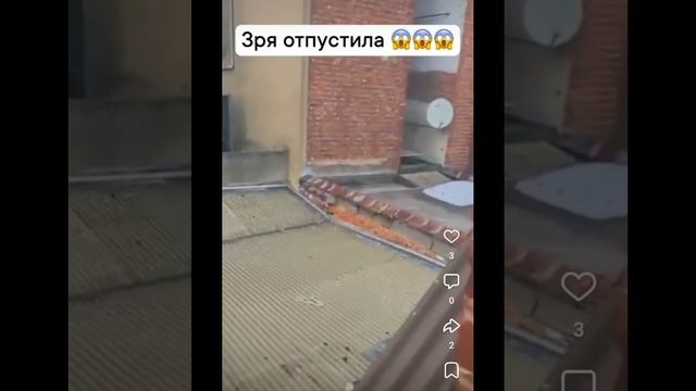 Выпустила голубя на свободу 😯 где его тут же съели