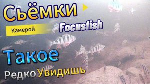 ТАКОЕ РЕДКО УВИДИШЬ ТОЛЬКО В АКВАРИУМЕ 2025 СЬЁМКИ ВИДЕО КАМЕРОЙ FocusFish ТЕСТ ОКУНЯ ТЫСЯЧИ ОБЗОР