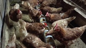 Для чего нужны пропойки для кур