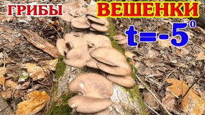 Рядом с домом! 30 килограмм грибов ВЕШЕНКИ за час! Мороз! Температура -5!