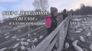 Лебединое озеро Светлое в Алтайском крае. 4K