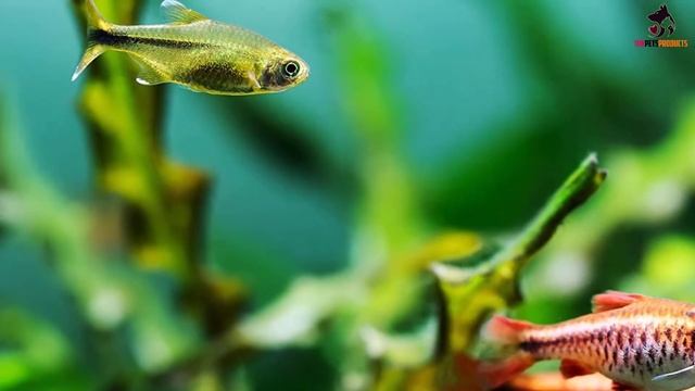 ✅Top 5 Best Aquarium Water Test Kits of 2022 смотреть онлайн