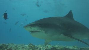 Мальдивы | Тигровые акулы