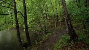 Расслабляющий дождь и гром, ASMR прогулка под дождем, звуки природы для сна и учебы