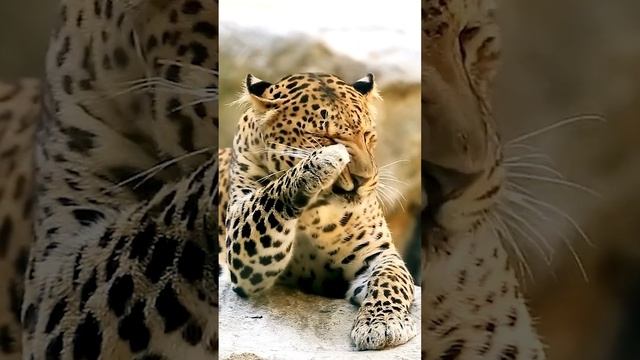 Леопарды: Самые адаптивные большие кошки  #кошки #хищники #леопард