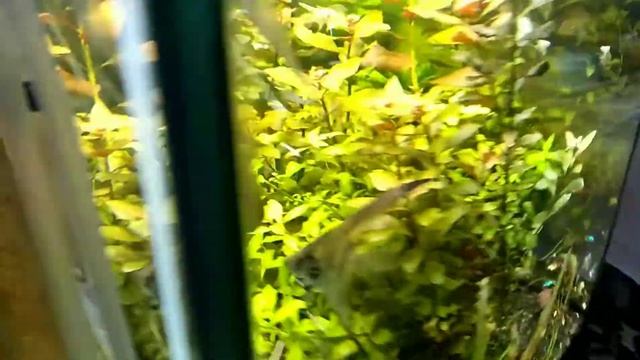 Травник с дискусами смотреть онлайн