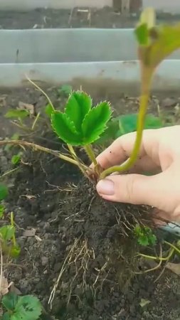 Как пересадить клубнику весной, чтобы быстро прижилась, советы