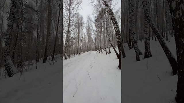Лесная округа