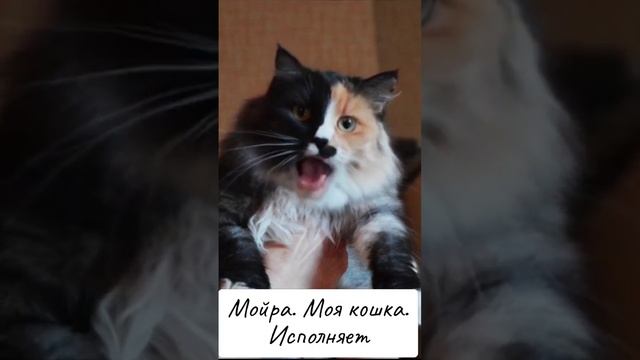 Мойра - моя кошка. Исполняет. 🤣🤣🤣🤣🤣