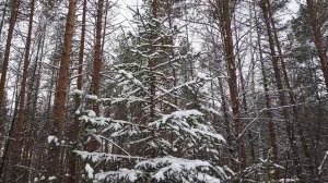 Белой метелью замело.