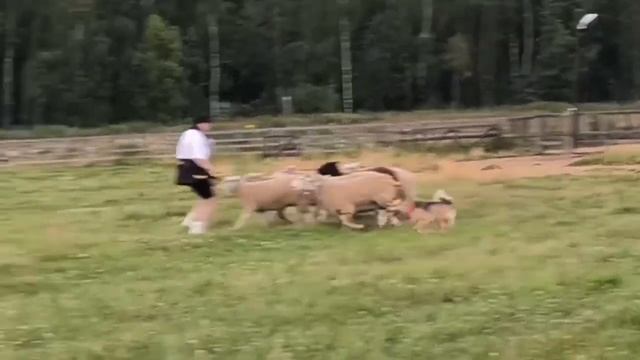 Ненецкая оленегонная лайка. Пастьба. Горыныч. Наша выпускница Грация на тренировке.